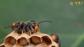 Bestrijding Aziatische hoornaar