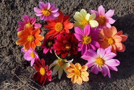 Ledenkorting bij aankoop dahlia&rsquo;s