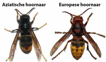 Verdelging-Aziatische-Hoornaar