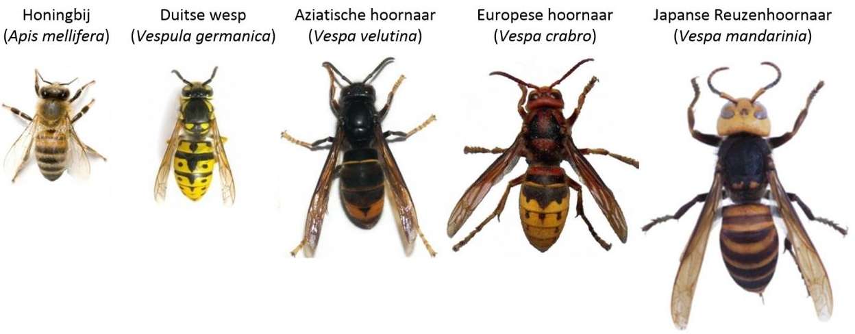 Hoornaar vs. honingbij