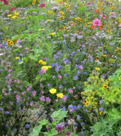 Meerjarige nectarbloemen