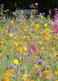 Bloemen voor bijen & Co