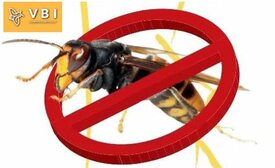 Vervolgcursus voor verdelgers Aziatische hoornaar.